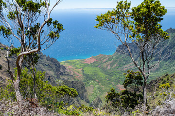 Dramatic  view through trees of the Kalalau Valley and Na Pali Coastline taken at the Kōkeʻe State Park.