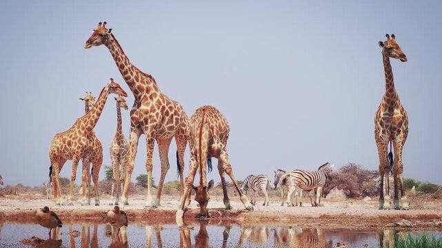 Angolan or Namibian or Smokey giraffe - Giraffa giraffa angolensis, formerly Giraffa camelopardalis angolensis, herd of subspecies of Southern Giraffe in dry savannah near the water hole.