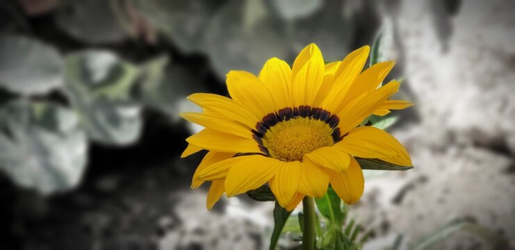 yellow flower - Powered by Adobe