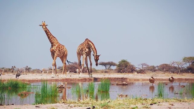 Angolan or Namibian or Smokey giraffe - Giraffa giraffa angolensis, formerly Giraffa camelopardalis angolensis, herd of subspecies of Southern Giraffe in dry savannah near the water hole.