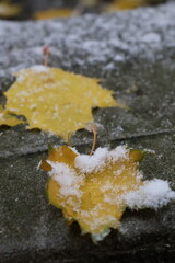 yellow leaves on the ground