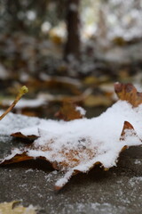 autumn leaves on snow