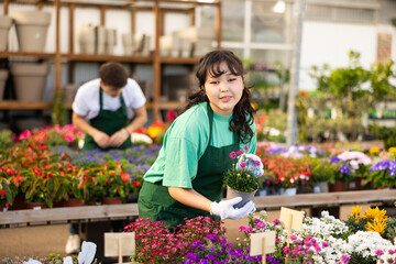 Female flower shop worker changes arrangement of pots with armeria and improves appearance of window