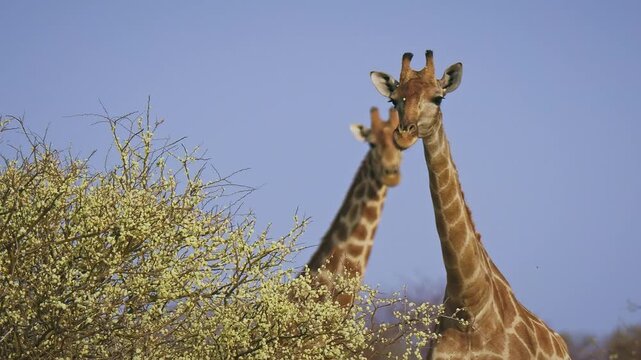 Angolan or Namibian or Smokey giraffe - Giraffa giraffa angolensis, formerly Giraffa camelopardalis angolensis, head of Southern Giraffe feeds on green leaves on the bush.