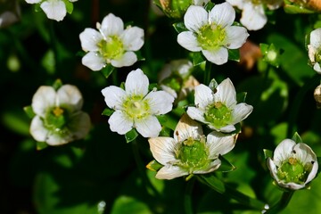 Grass of parnassus (Parnassia palustris) flowers. Celastaraceae, grows in mountain wetlands, and white flowers bloom from summer to autumn.