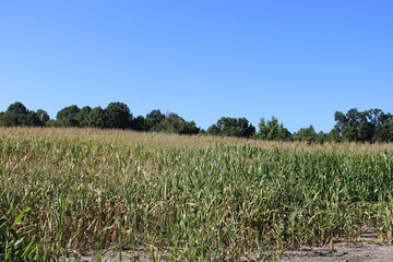 Cornfield on a hill with trees in the background in Three Rivers, Michigan with trees in the background