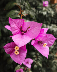 Flor rosa em meio a folhas verdes desfocadas ao fundo