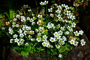Grass of parnassus (Parnassia palustris) flowers. Celastaraceae, grows in mountain wetlands, and white flowers bloom from summer to autumn.
