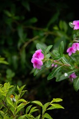 Vibrant Blossoms in a Lush Garden