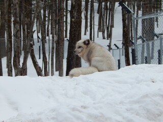 Silhouette hivernale : un renard arctique en harmonie avec la neige