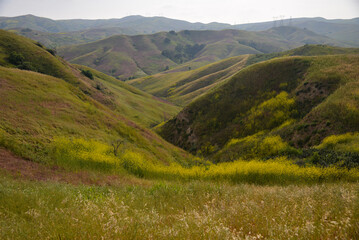Fototapeta premium Wildflowers in spring in Chino Hills State Park in California