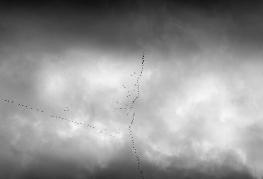 Canada Geese fiying in the sky