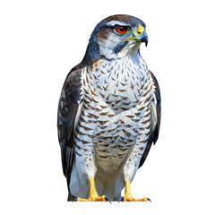 Fototapeta premium Low poly hawk standing front view isolated