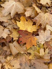 A Tapestry of Autumn Leaves
