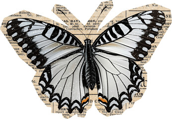 white butterfly on newspaper collage