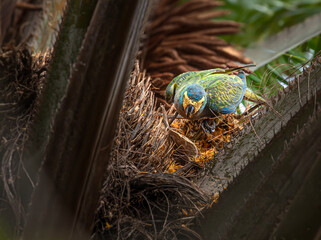 A mini-macaw, red-bellied macaw (Orthopsittaca manilatus), also known as Guacamaya manilata, endemic to tropical Amazonian South America