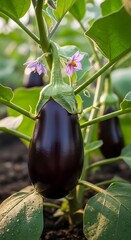 Eggplant on the Vine - A Close-Up of a Growing Vegetable.