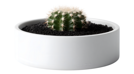 Round cactus with white fluff sits in a white pot filled with dark soil.