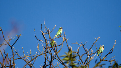 bird on a branch