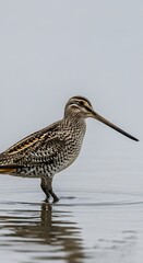 Snipe in Shallow Water - A Detailed Portrait of a Wading Bird.
