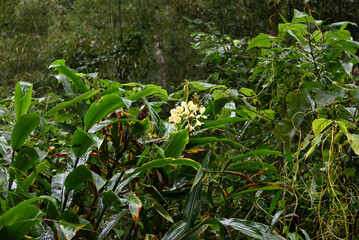 cluster of yellow Hedychium flavum blossom in the middle of green leaves in the forest