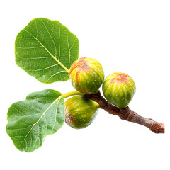 Branch with green figs and leaves on transparent background