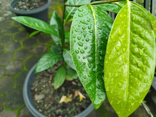 This is a close-up photograph capturing the detail of wet leaves on a plant, after a rain.
