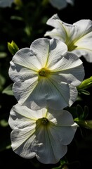 Beautiful white petunia flowers blooming in the bright summer sunlight.