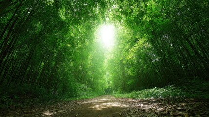 Obraz premium Lush Green Bamboo Forest Path with Sunlight Filtering Through Leaves
