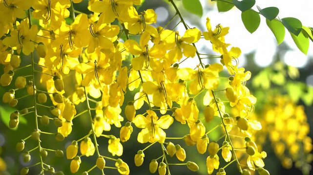 Cassia Fistula Tree Blooming With Yellow Flowers