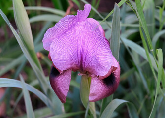 Gilboa iris is endemic to Israel (lat.- Iris haynei)