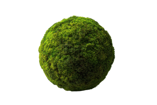 Green moss sphere isolated on black background with detailed texture ball, Isolated On Transparent Background, Png Cut Out