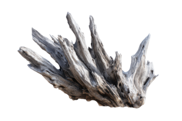 Weathered grey driftwood with sharp pointed branches on black background natural, Isolated On Transparent Background, Png Cut Out