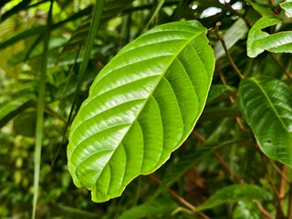 young leaves of ironwood or Eusideroxylon zwageri close up
