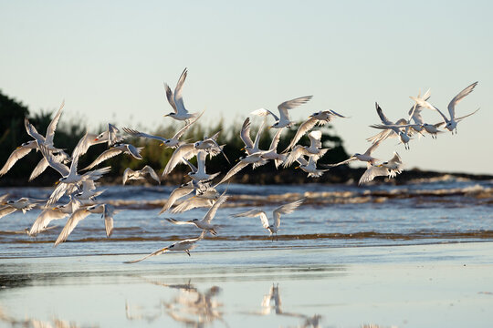 Flock of seagulls flying above the calm shoreline during sunset near a peaceful beach