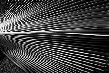 Abstract Black and White Closeup of a Palm Leaf.