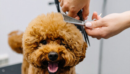 Close-up of a fluffy brown poodle getting a haircut with scissors and comb at a grooming salon