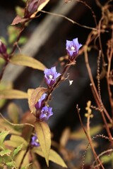 Gentian (Gentiana scabra) flowers. Gentianaceae perennial herb. Blue-purple bell-shaped flowers bloom in autumn. The root is used as a medicinal herb.