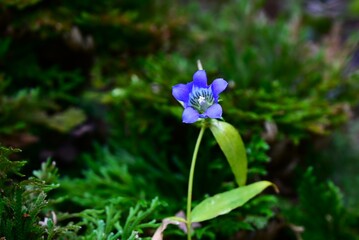 Gentian (Gentiana scabra) flowers. Gentianaceae perennial herb. Blue-purple bell-shaped flowers bloom in autumn. The root is used as a medicinal herb.