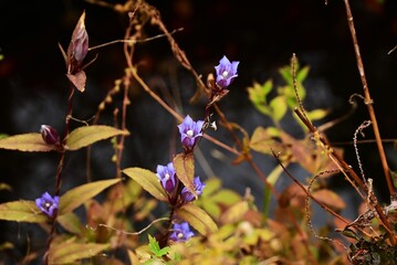 Gentian (Gentiana scabra) flowers. Gentianaceae perennial herb. Blue-purple bell-shaped flowers bloom in autumn. The root is used as a medicinal herb.