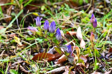 Gentian (Gentiana scabra) flowers. Gentianaceae perennial herb. Blue-purple bell-shaped flowers bloom in autumn. The root is used as a medicinal herb.