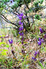 Gentian (Gentiana scabra) flowers. Gentianaceae perennial herb. Blue-purple bell-shaped flowers bloom in autumn. The root is used as a medicinal herb.