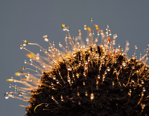 Close-up of moss with water droplets glistening in the sunlight, creating a sparkling effect.