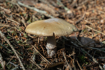 Pale Toadstool Mushroom Growing Among Moss and Spruce Needles in Forest