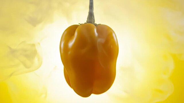 Hanging Yellow Bell Pepper in Studio With Yellow Background