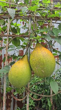 A close-up view of two ripe gac fruits hanging on a vine, with their textured orange-green skin standing out against an old rusty metal fence and lush green leaves.