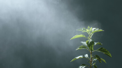Single green plant illuminated by sunbeam with visible vapor against dark background, creating serene and hopeful atmosphere, highlighting nature and growth