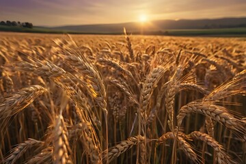 Wheat Spikes Shining in Sunset Light