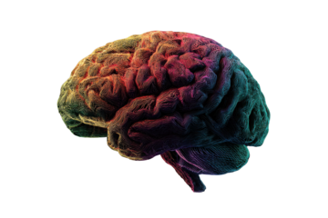 Colorful textured human brain with cerebellum on black background anatomy science, Isolated On Transparent Background, Png Cut Out