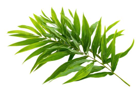 Green palm frond with serrated edges against a black background leaf leaves, Isolated On Transparent Background, Png Cut Out - Powered by Adobe